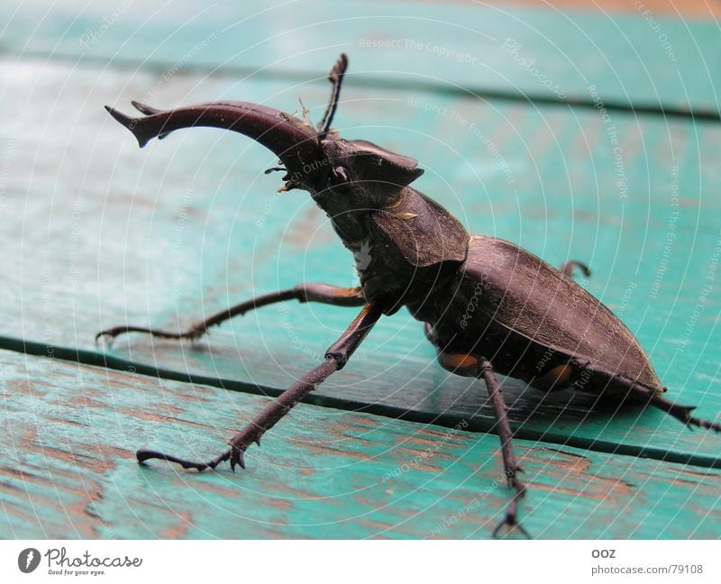 megabag Beetle Monster Macro (Extreme close-up) Close-up Antlers claws eye insect testa shell