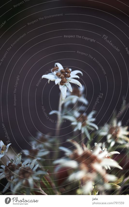 edelweiss Nature Plant Flower Leaf Blossom Wild plant Edelweiss Esthetic Beautiful Colour photo Exterior shot Deserted Neutral Background Day