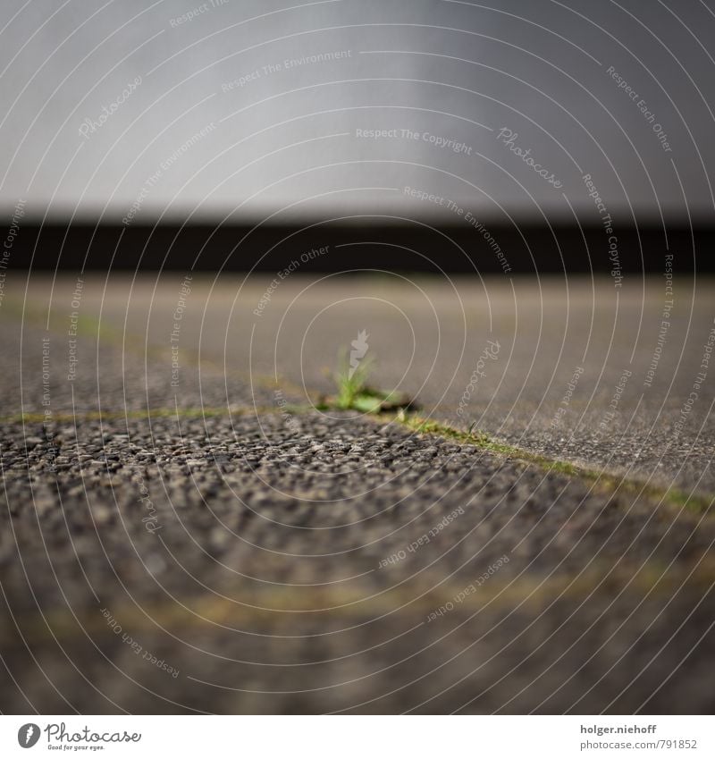 Blurred cabbage Plant Garden Wall (barrier) Wall (building) Stone Concrete Brown Gray Green Ground Colour photo Exterior shot Close-up Pattern