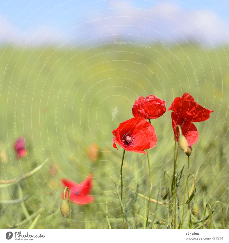 wild flowers Environment Nature Plant Summer Flower Blossom Poppy Field Red Emotions Joie de vivre (Vitality) Power Infatuation Loyalty Romance Summery