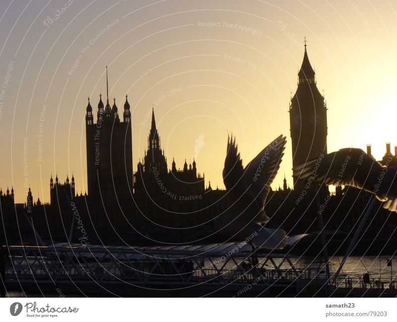 Seagull London Themse Bird Back-light Sunset England Big Ben Shadow Wing Flying