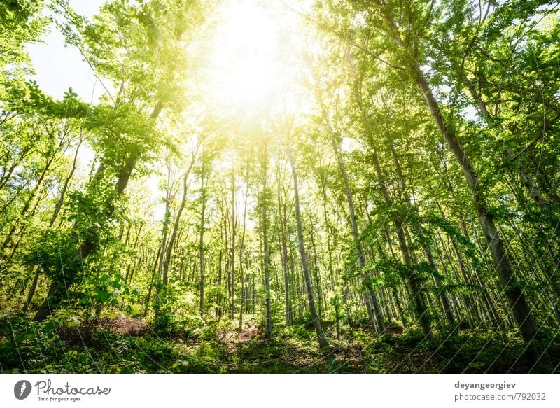 Sun light between the trees in a forest Beautiful Environment Nature Landscape Plant Autumn Fog Tree Leaf Park Forest Lanes & trails Natural Green Between