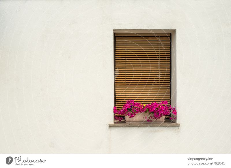 White wall and venetian style windows with pink flowers Pot Style Vacation & Travel Tourism Island House (Residential Structure) Culture Plant Flower Town