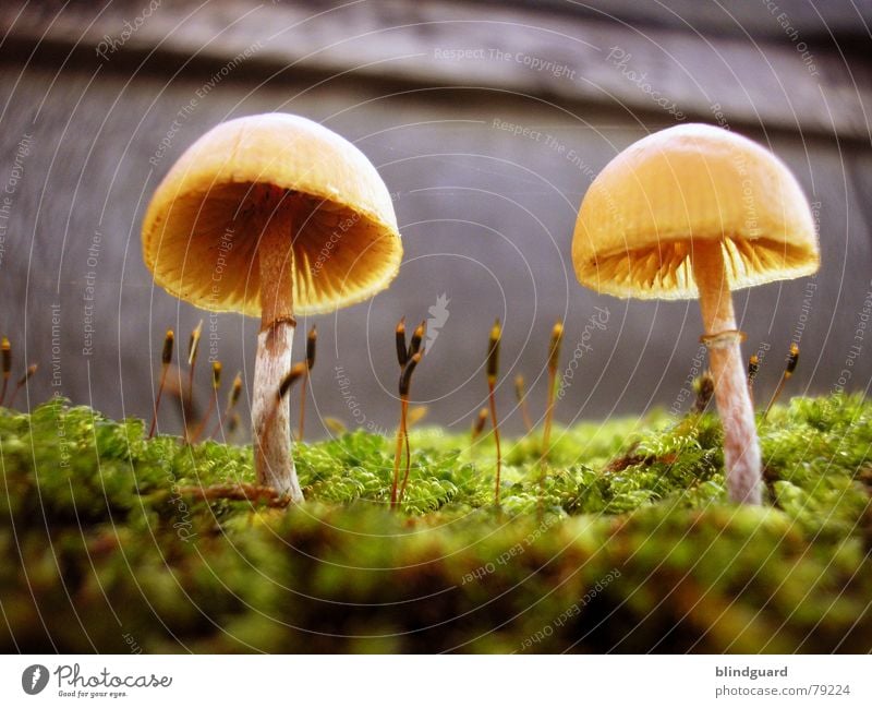 Small parasols Close-up Sunshade Plant Environment Macro (Extreme close-up) Protozoa Green Growth Autumn Yellow Nature Wall (barrier) Botany Wall (building)