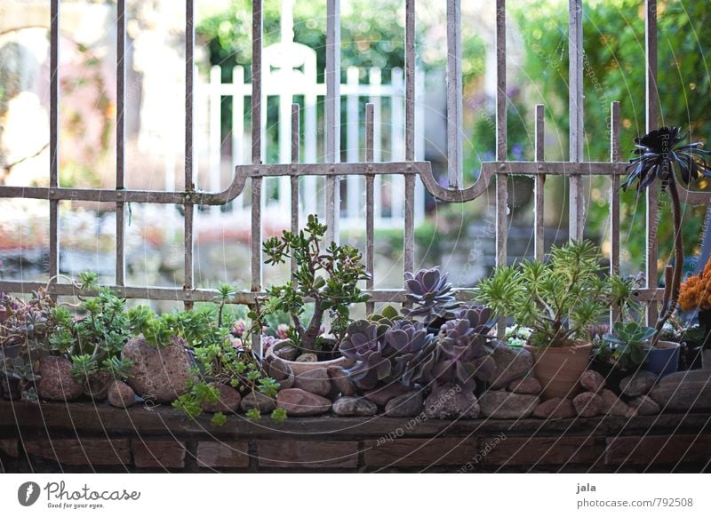 succulent Plant Foliage plant Pot plant Succulent plants Garden Wall (barrier) Wall (building) Fence Handrail Esthetic Stone Colour photo Exterior shot Deserted