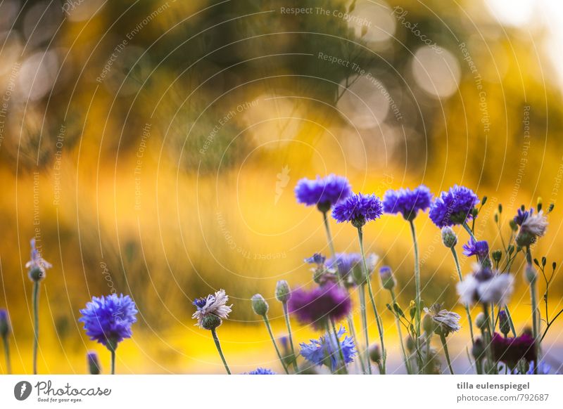 4:1 Environment Nature Plant Sunlight Blossom Garden Meadow Growth Natural Blue Yellow Colour Complementary colour Blur Cornflower Stalk Flower Violet