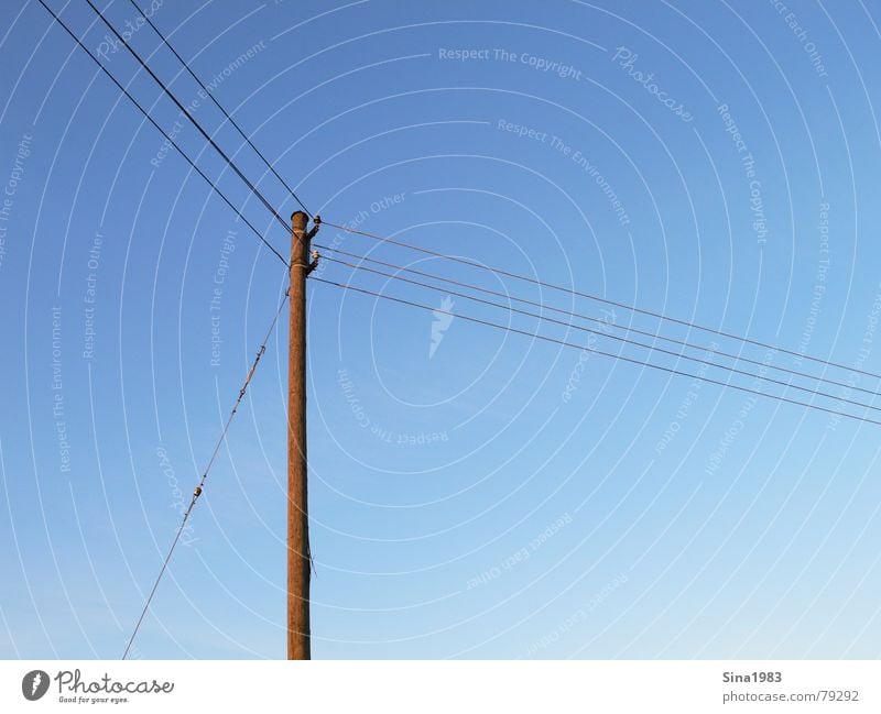 Long line Golden section Electricity Electricity pylon Wood Communicate Transmission lines Cable Sky Blue Beautiful weather Blue sky Exterior shot