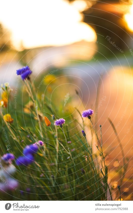 sunny prospects Environment Nature Plant Sun Sunrise Sunset Sunlight Summer Grass Leaf Blossom Foliage plant Meadow Faded Growth Natural Beautiful Wild