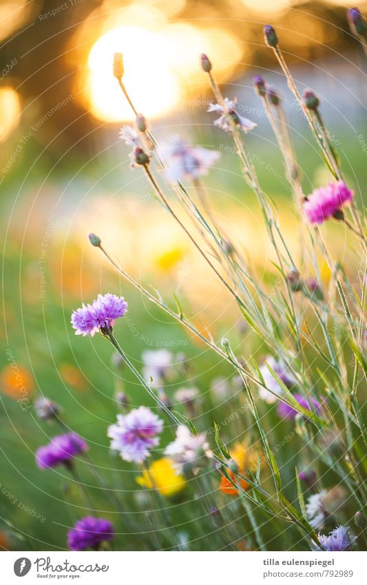 sunflowers Nature Plant Sunrise Sunset Summer Flower Grass Garden Illuminate Bright Natural Beautiful Warmth Multicoloured Colour Environment Flower meadow Blur