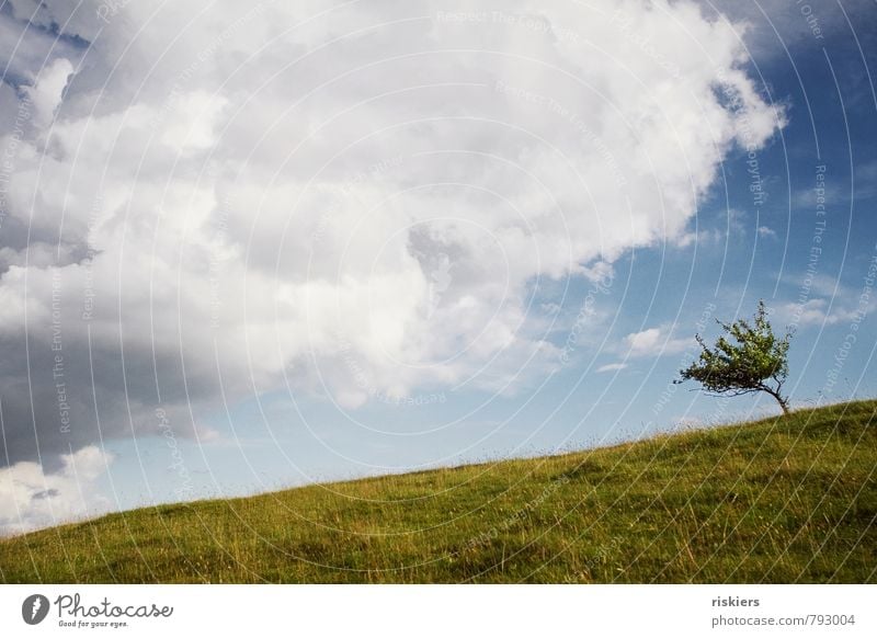 the little one quite large Environment Nature Landscape Plant Sky Clouds Sun Summer Beautiful weather Wind Tree Meadow Hill Brash Free Fresh Small Juicy Blue