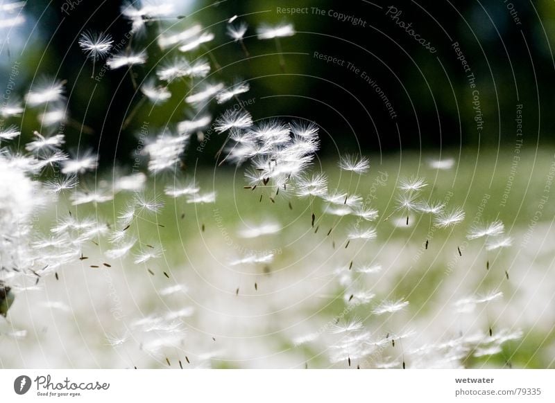 Flying Dandelion Sperm Summer Desire Glide Green Air Plant Light Delicate Green space Seed Soft Healthy Joy Smooth Wind wish fun sun Nature warm season blossom