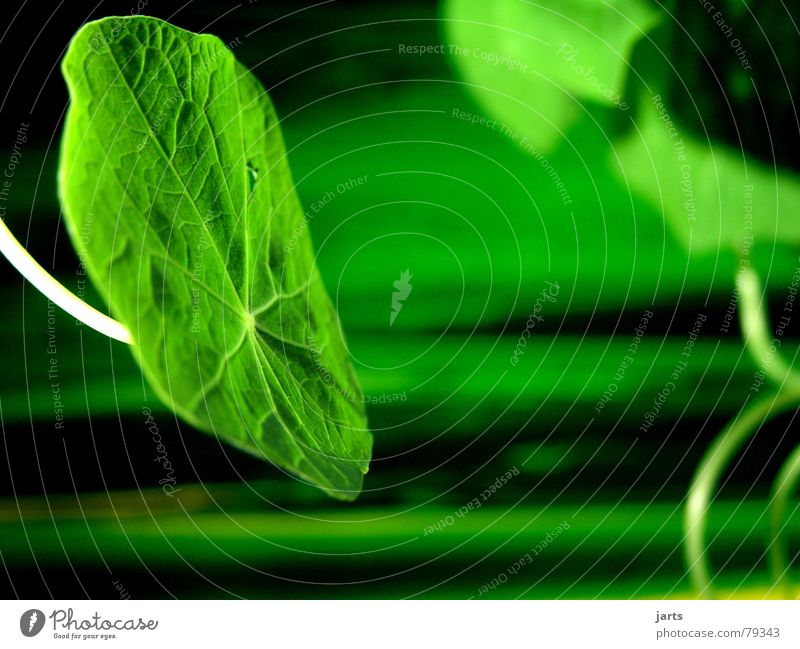 Green with green Plant Light Meadow Herbs and spices Part of the plant Grass Creeper Macro (Extreme close-up) jarts