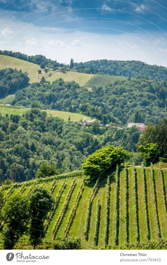 Southern Styria / Gamlitz Environment Nature Clouds Summer Beautiful weather Plant Grass Vine Park Observe Hiking Esthetic Blue Brown Green White Emotions Moody