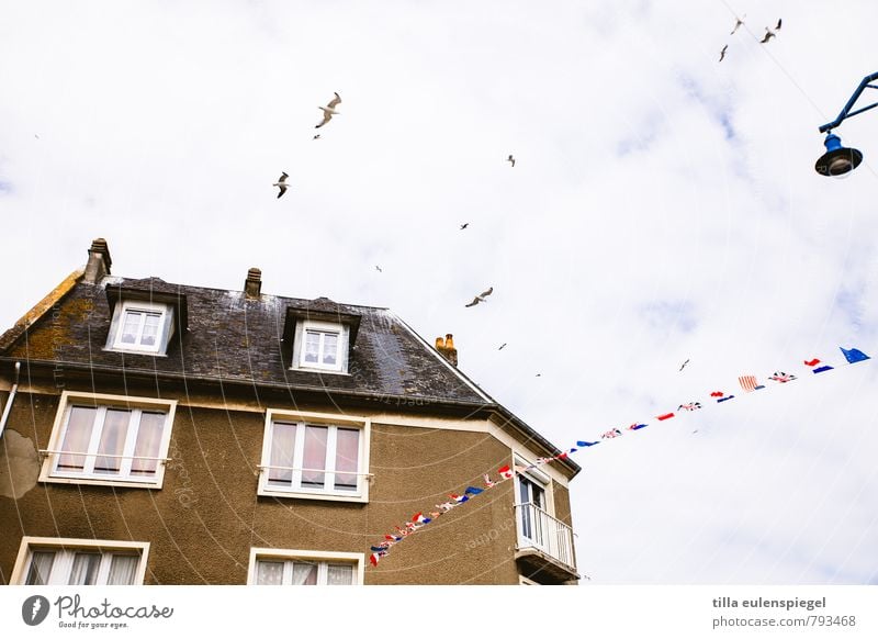 fluttering imprisonment Flat (apartment) House (Residential Structure) Port City Building Facade Window Roof Flying Tall Brown Relaxation Moody Town Seagull