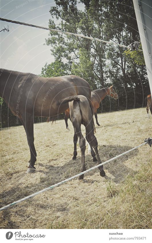 mother & child Environment Nature Sky Summer Beautiful weather Grass Meadow Animal Horse Group of animals Baby animal Animal family Protection