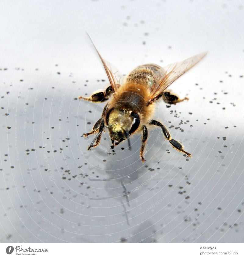 bee Bee Insect Diligent Pelt Animal black-yellow Macro (Extreme close-up) Wing