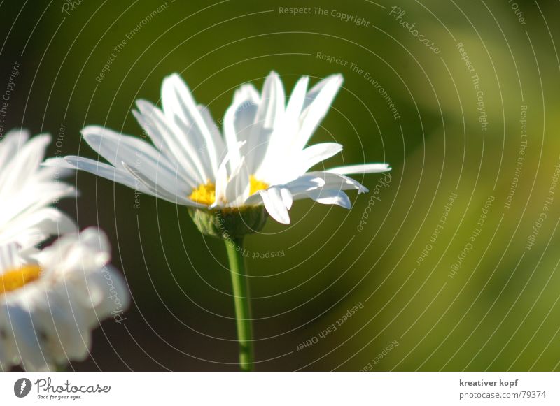 White bride Daisy Flower Green Spring Blossom margarite Nature Marguerite