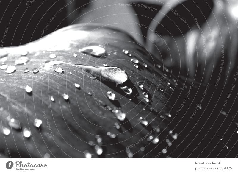 trickle Leaf Drops of water Dazzling Water sharp-blurred Rain Black & white photo