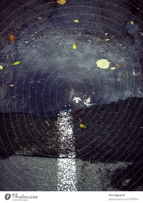 Road to nowhere Puddle Autumn Leaf Line Asphalt Reflection Gloomy Gray Black Transport Street Water Colour Lanes & trails Signs and labeling white