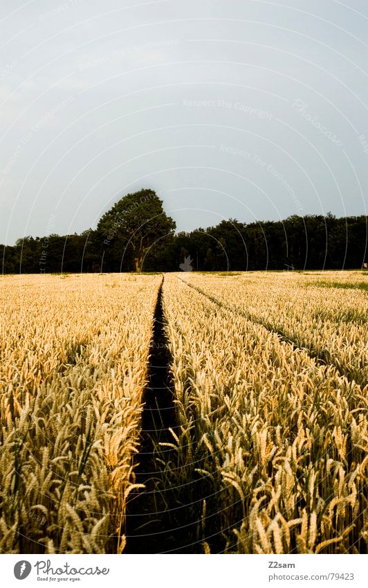 the way Field Yellow Tree Forest Green Summer Calm Right ahead Nature straight forward Lanes & trails Maize Grain Far-off places