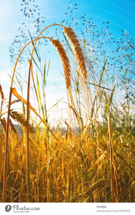 double grain Nutrition Organic produce Agriculture Forestry Nature Sky Cloudless sky Summer Agricultural crop Barley ear Ear of corn Grain field Field Fragrance