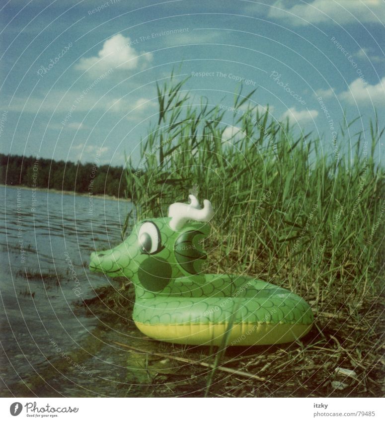 The Dragon Lake Summer Beach Green Common Reed Playing Swimming & Bathing Sky