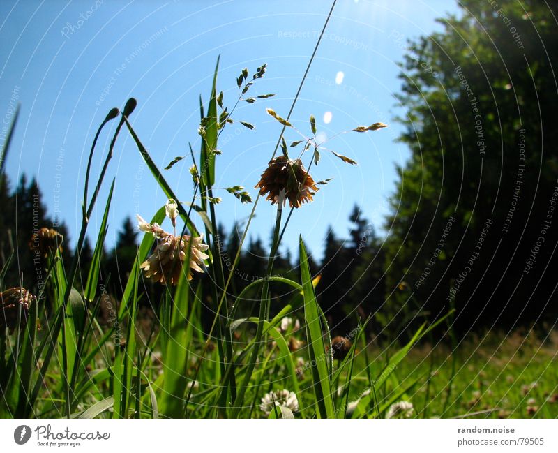 green grass Grass Summer Green Relaxation Worm's-eye view Macro (Extreme close-up) Sky