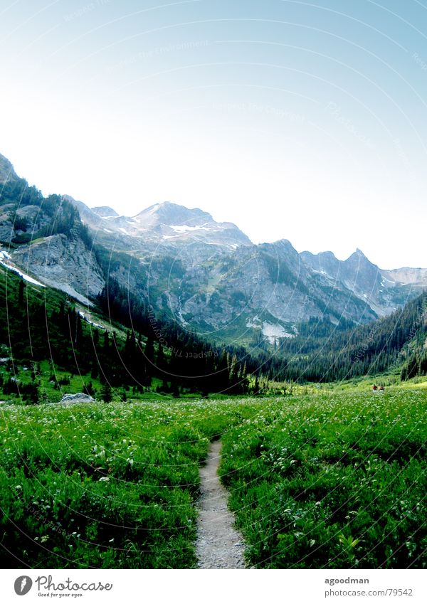 Spider Meadow Glacier National park Mountain cascades pathway wildflowers Washington DC mountains meadow trail