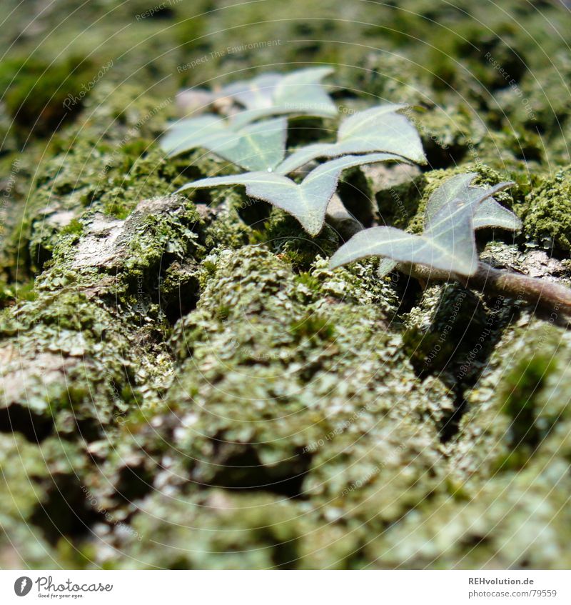 Ivy with tree Tree Tendril Green Worm's-eye view Tree bark Tree trunk Leaf Oak tree Macro (Extreme close-up) Close-up Autumn Furrow Moss