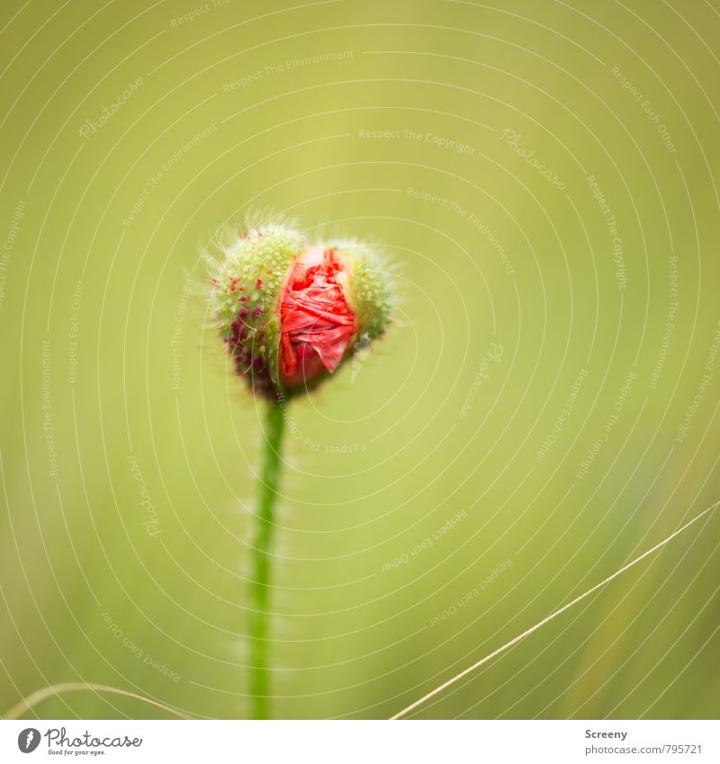 I want out! Nature Plant Spring Summer Flower Blossom Bud Poppy blossom Meadow Field Blossoming Growth Small Green Red Joie de vivre (Vitality) Spring fever