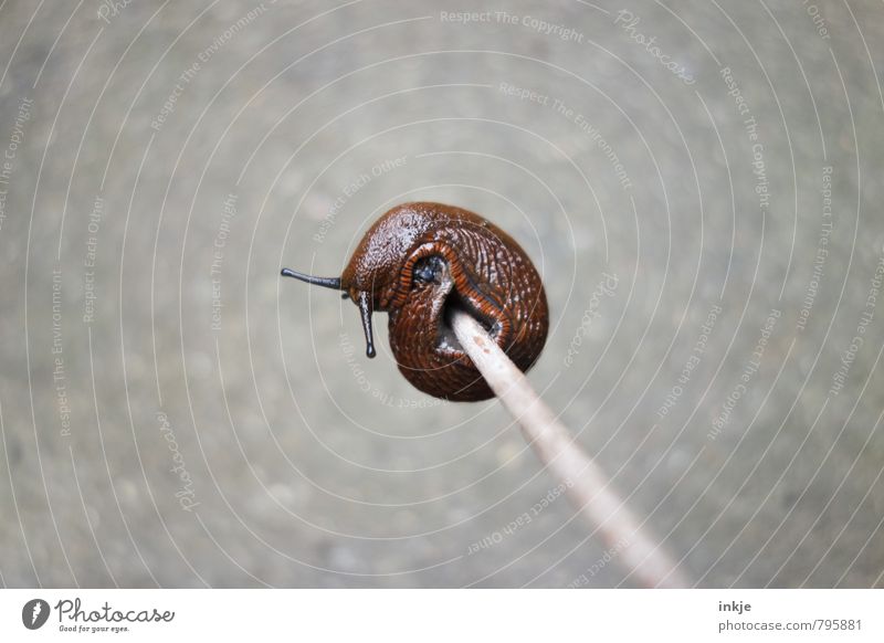 rim swing Wild animal Snail Slug 1 Animal To hold on Hang Naked Wet Round Athletic Brown Gray Endurance Unwavering Effort Movement Power Nature Slimy Smoothness