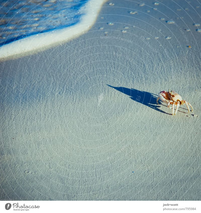 crawl on the beach Warmth Beach Ocean Kenya Wild animal Shellfish 1 Crawl Authentic Exotic Life Idyll Climate Nature Shadow play Surf Habitat Sea water