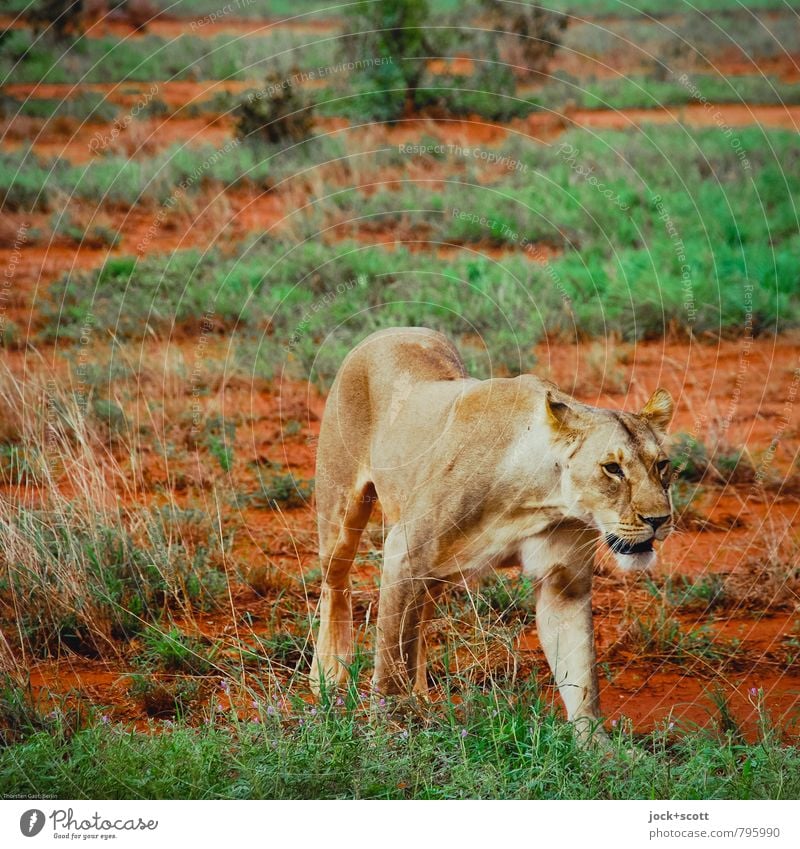 Queen of Spades Safari Sand Exotic Savannah Kenya Wild animal Lioness Hunting Authentic Threat Self-confident Watchfulness Freedom Might Supple Subdued colour