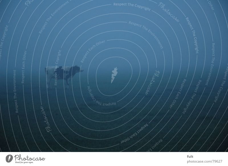 beef in the fog Alpine pasture Cattle Animal Meadow Fog Bull Living thing Twilight Livestock Grass Green space Vail Cattle Pasture Grassland Pelt Evening
