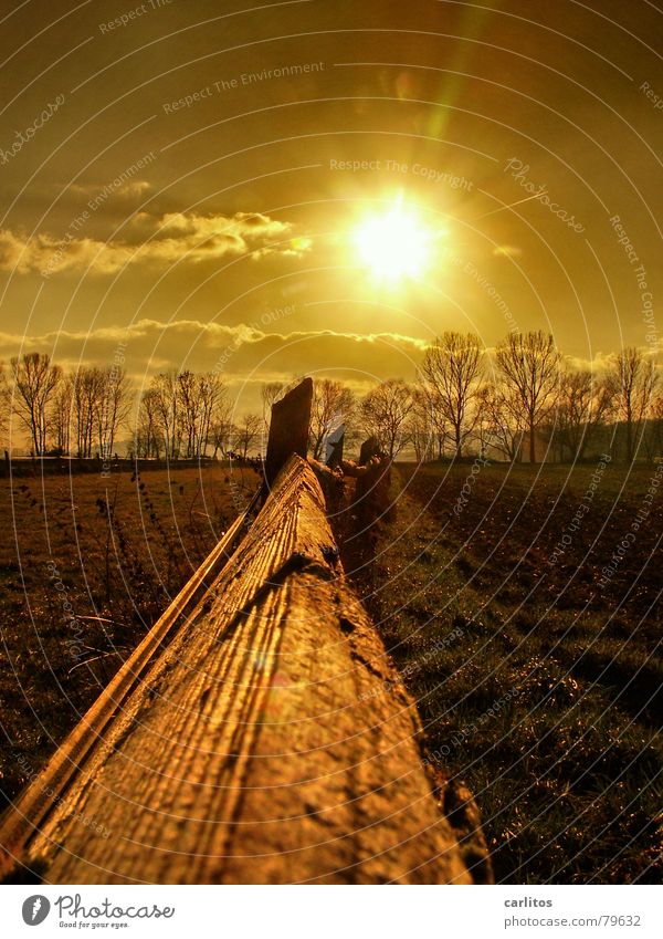 Golden times ..... White balance Fence Back-light Relaxation Winter Calm Meadow Environment Autumn Pasture Light Cattle Pasture Wilderness Sunset Grass Weather