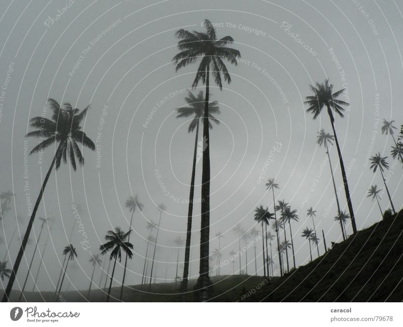 palm forest Cloud forest Palm tree Tree Forest Slope Clouds Gray Plant Tree trunk Colombia Sky Gloomy Fog Black White Cold Dreary Comfortless Mysterious Mystic