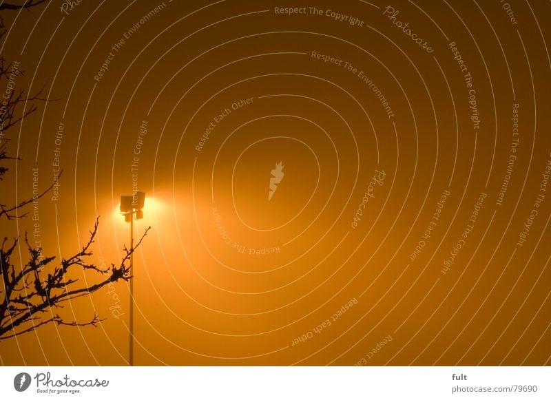 light on Light Tree Fog Wood Diffused light Electric bulb Night Vail Floodlight Tree trunk Bright Long exposure Lamp Traffic infrastructure Industry Lighting