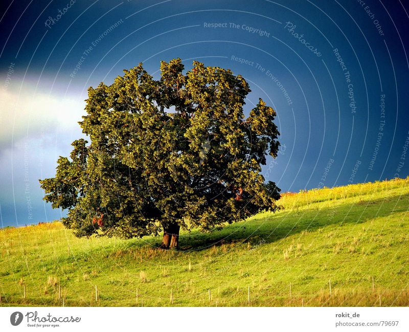 My friend the tree... Tree Meadow Allgäu Sunset Green Black Dark Leaf Fence Slope Clouds Rieden Pasture Loneliness Calm Romance Deciduous tree Summer Sky