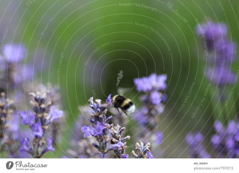 Delicious Lavender Herbs and spices Honey bee Organic produce Healthy Harmonious Senses Bumble bee 1 Animal Blossoming Flying Fragrance Natural Warmth Green