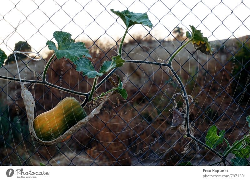 I'll hang out with you. Nature Landscape Plant Summer Autumn Agricultural crop Pumpkin Pumpkin time Pumpkin plants Garden Field Hammock Relaxation Hang Growth