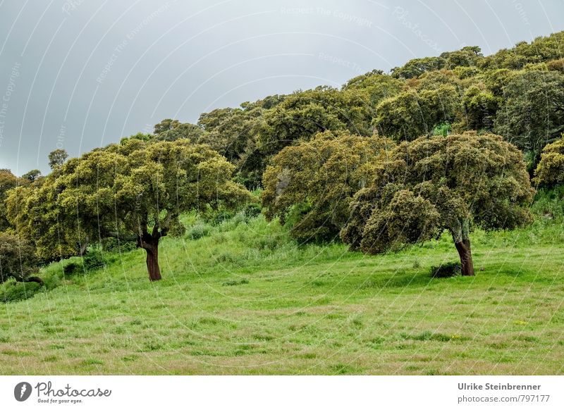 cork oak forest Vacation & Travel Tourism Environment Nature Landscape Plant Clouds Spring Tree Grass Cork oak Field Forest Hill Island Sardinia Stand Growth