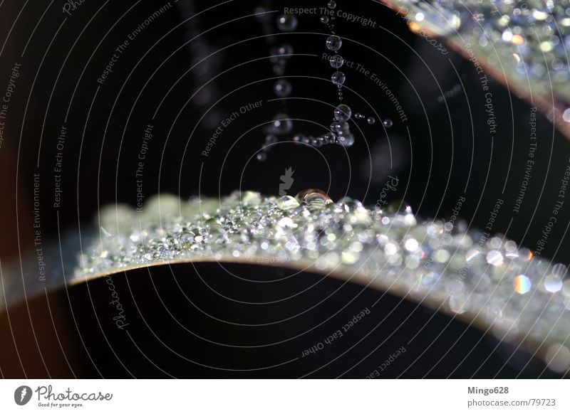 Reed with morning dew Prism Common Reed Light Leaf Spider's web Rope Drops of water Shadow