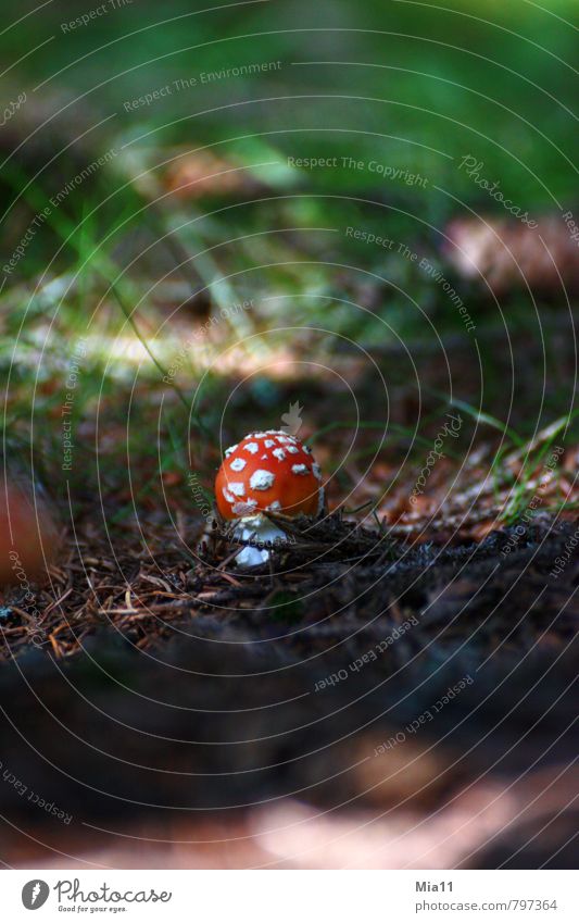 dwarf Nature Plant Forest Mushroom Amanita mushroom Poison Stand Woodground Point Colour photo Exterior shot Close-up Deserted Copy Space top Copy Space bottom