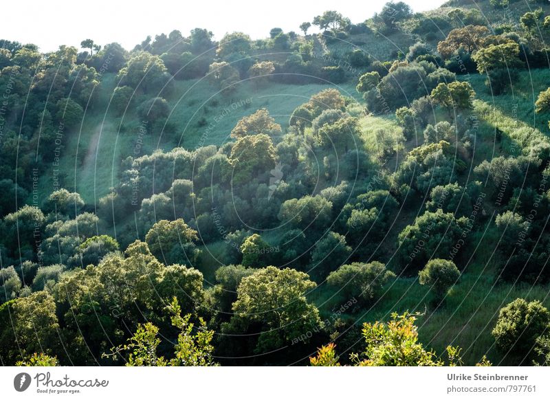 Bosco sardo Vacation & Travel Tourism Environment Nature Landscape Plant Sky Spring Beautiful weather Tree Grass Bushes Island Sardinia Illuminate Stand Growth