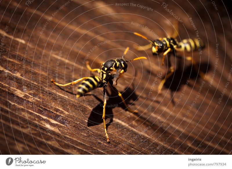 thermodynamics Nature Summer Climate Weather Warmth Wooden board Wooden wall Animal Wasps field wasp Insect Movement Crouch Together Hot Small Brown Yellow