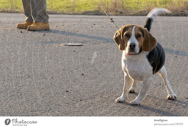 On the leash Beagle Lop ears To go for a walk Down-to-earth Adhere to Testing & Control Voyeuristic Open Freedom Dog Small Footwear Curiosity Pet Discover Fix