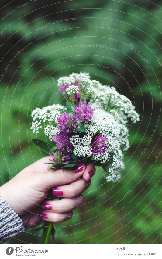 Thank you Plant Spring Summer Flower Blossom Clover blossom Blossoming Happiness Fresh Green Violet Pink White Bouquet Picked Hand Give flowers Donate