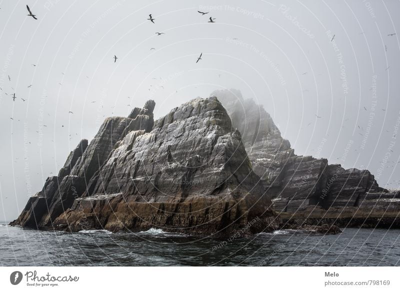 skellig little Nature Landscape Water Bad weather Fog Rock Coast Island Skellig Iceland Wild animal Bird Herd Brown Gray Moody Wanderlust Subdued colour