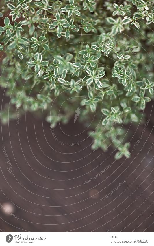 thyme Herbs and spices Healthy Eating Plant Agricultural crop Thyme Fresh Natural Colour photo Exterior shot Deserted Copy Space bottom Neutral Background Day