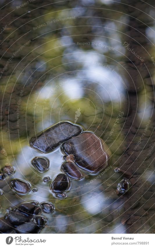 brook bed Environment Nature Summer Coast Brook Stone Water Wet Blue Gray Green Glittering Stick out Lie Translucent Calm Tree trunk Leaf Sky Colour photo